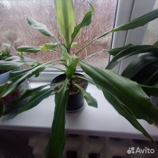 Драцена широколистная