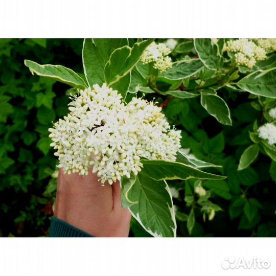 Дерен пестролистный