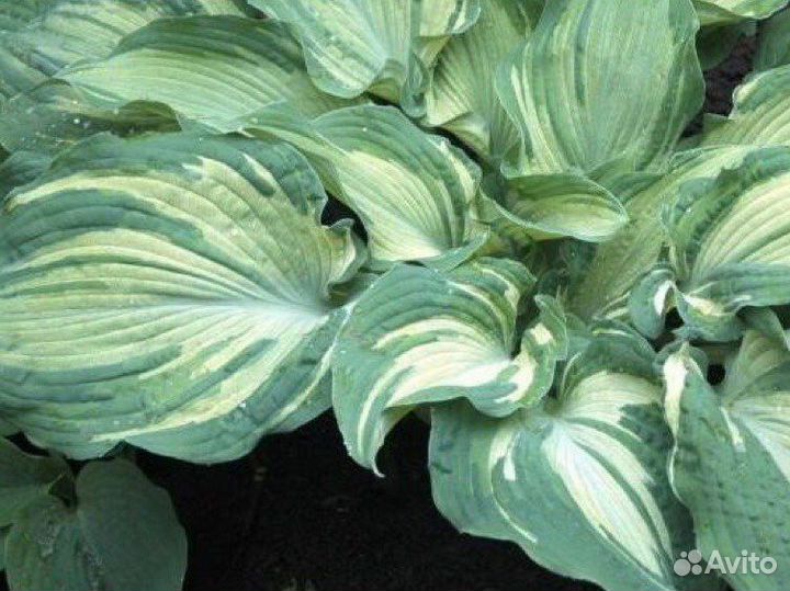 Хоста растение