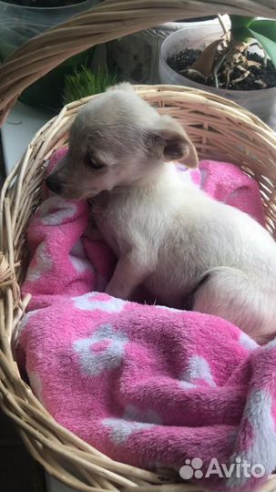 Щенок в добрые руки маленькой собаки мальчики