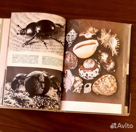 Иллюстрированная Энциклопедия животных