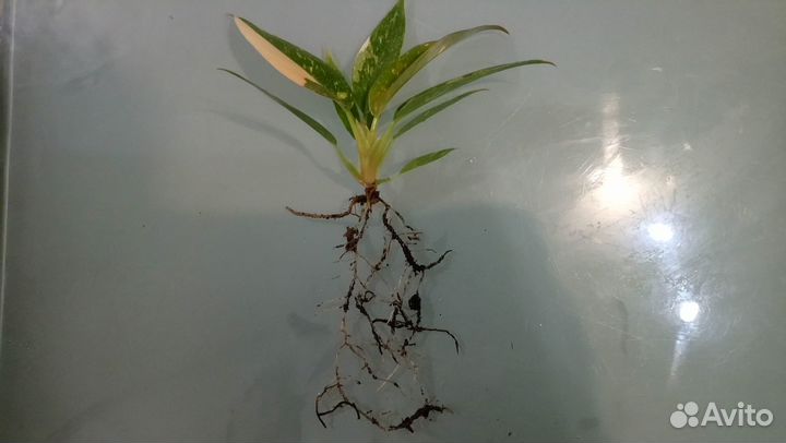 Филодендроны вариегатные