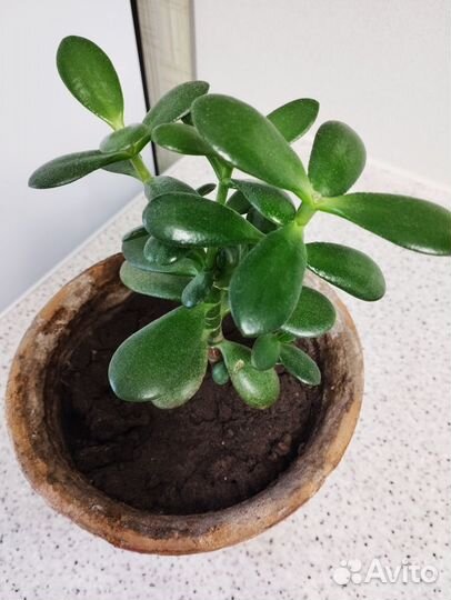 Крассула толстянка