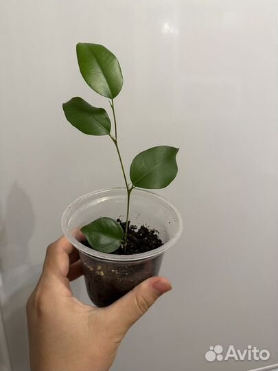 Фикус Бенджамина