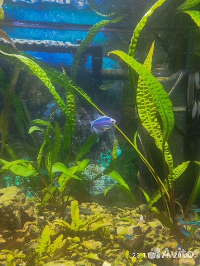 Рыба Тернеция