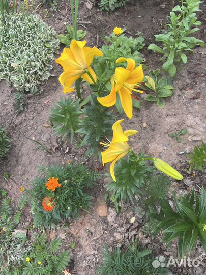 Лилии / срезы 6 сортов