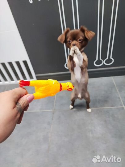 Частный грумер (стрижка собак и кошек)