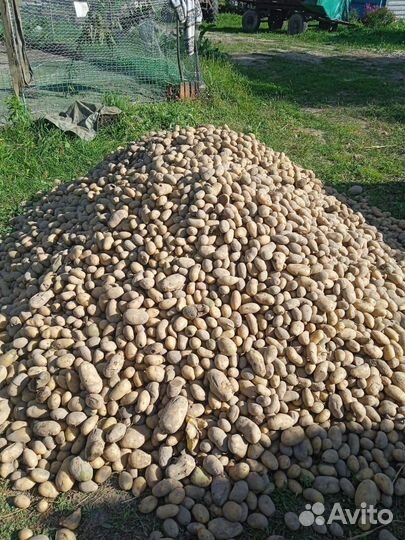 Продам мелкий картофель