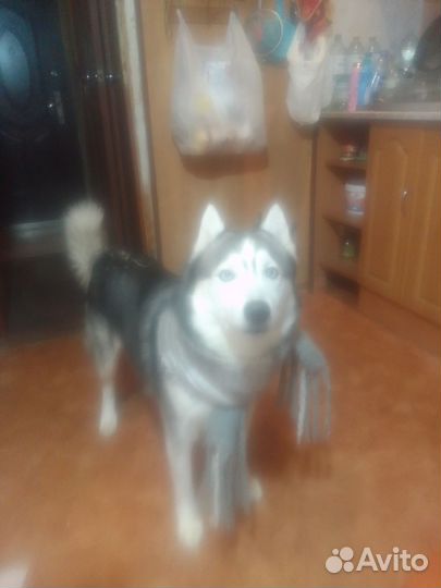 Сибирский хаски