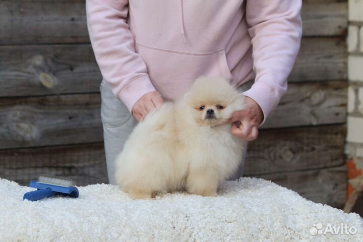 Классные щенки с достойным происхождением