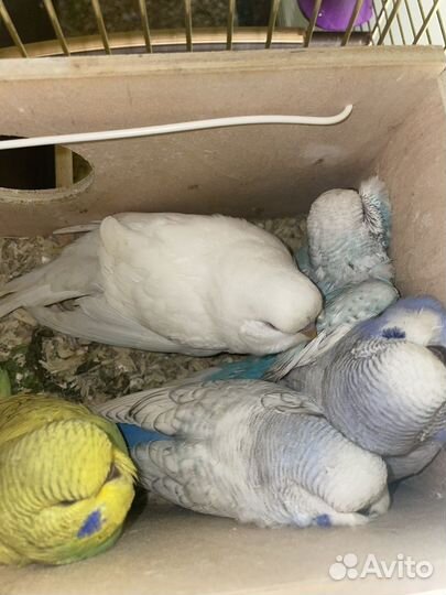 Птенцы волнистый попугай