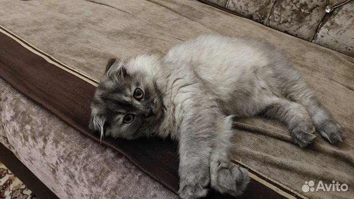 Вислоухие котята