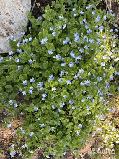 Многолетние цветы почвопокровные