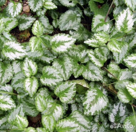 Почвопокровные растения Цветы