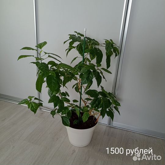 Цветы в горшках домой или в офис