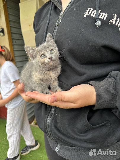 Котята ищут любящую семью