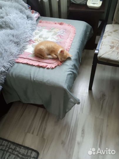 Котенок в дар бесплатно