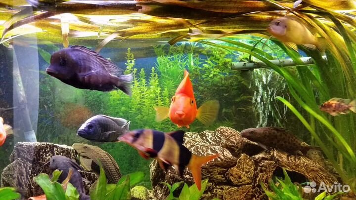 Обслуживание аквариумов