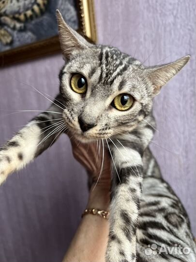 Бенгальская кошка