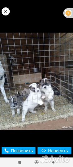 Щенки заподно-сибирской лайки