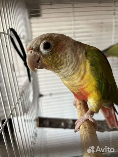 Самец пирруры