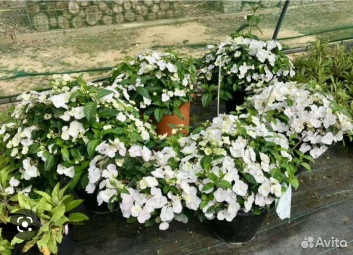 Гортензия Сбежавшая невеста