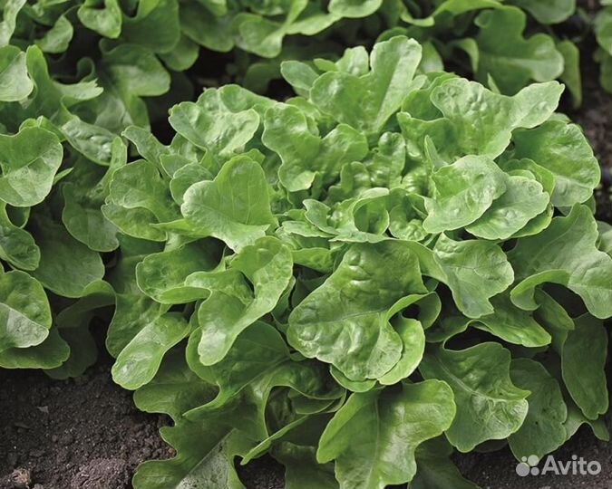 Семена Салата 
