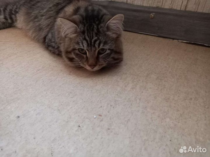 Кот в добрые руки