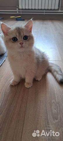 Котёнок британский окраса голубое золото объявление продам