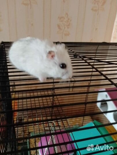 Джунгарский хомяк бесплатно