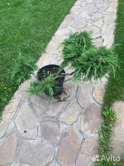 Можжевельник бонсай Туя Смарагд бонсай