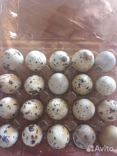 Перепелиное яйца