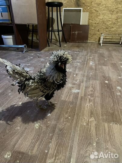 Петух падуан