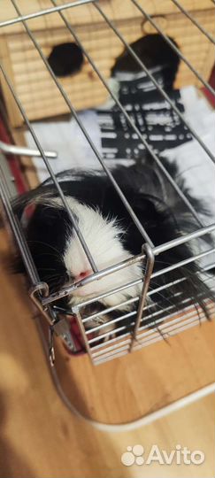 Морская свинка Перуанская