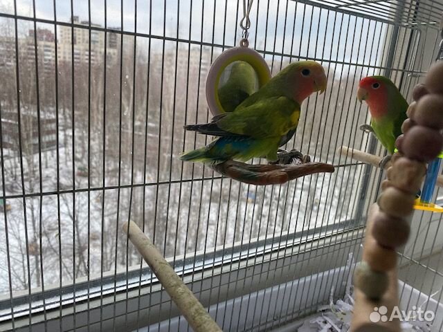 Попугай неразлучники