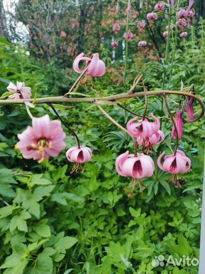 Лилия саранка