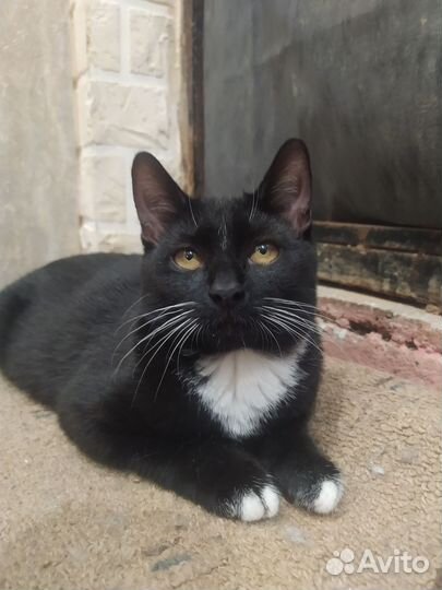 Котенок в дар бесплатно