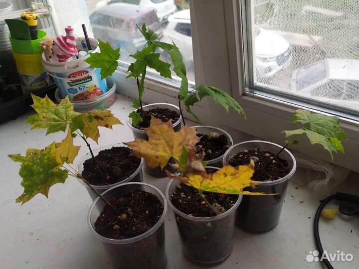 Красный канадский клен