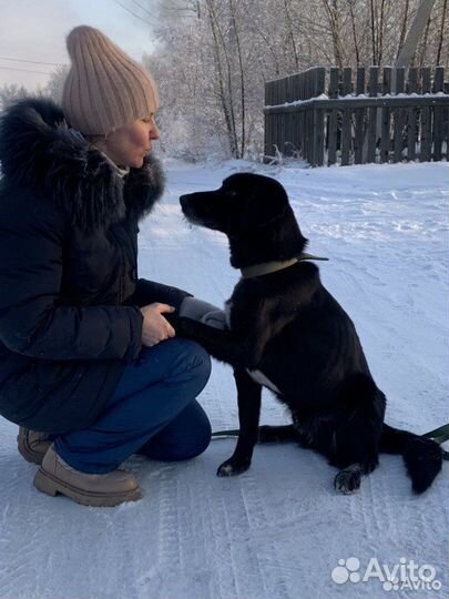 Собака в добрые руки