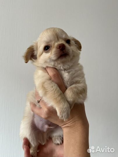 Щенки чихуахуа