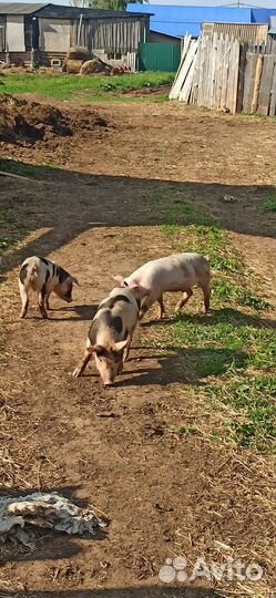 Поросята 2 мнсяца