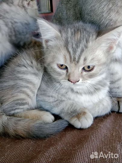 Шотландская вислоухая