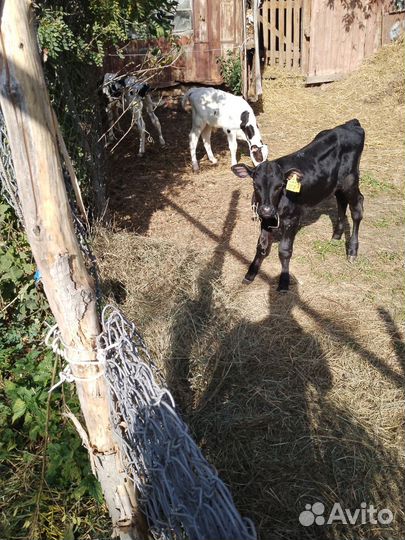 Телята бычки