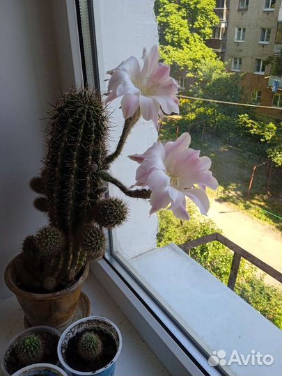 Кактусы и суккуленты