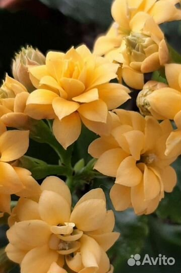 Каланхоэ цветущие отростки