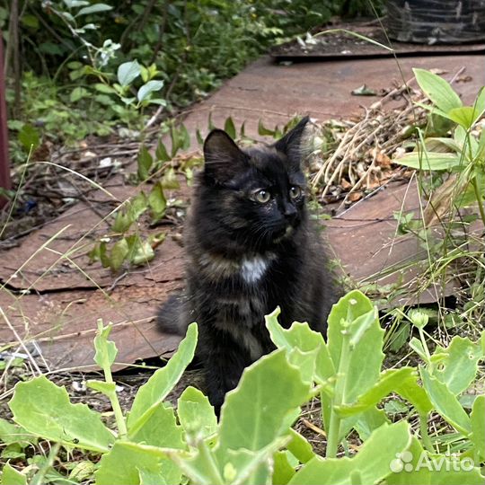 Котенок девочка 3 месяца