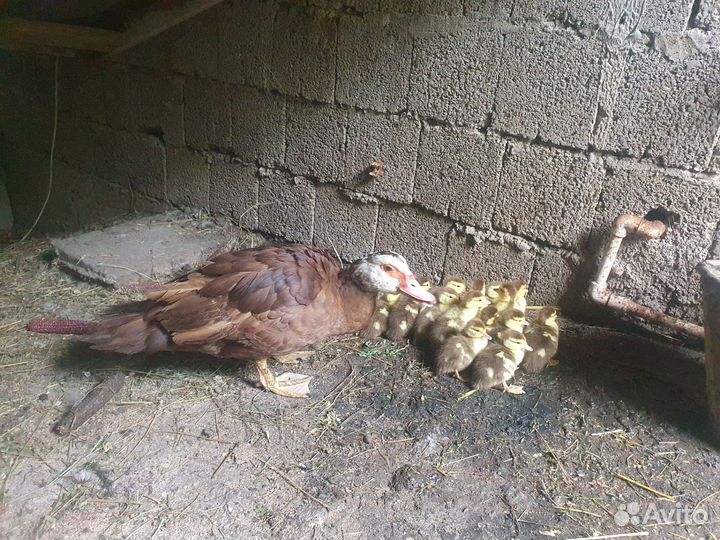 Утка с утятами