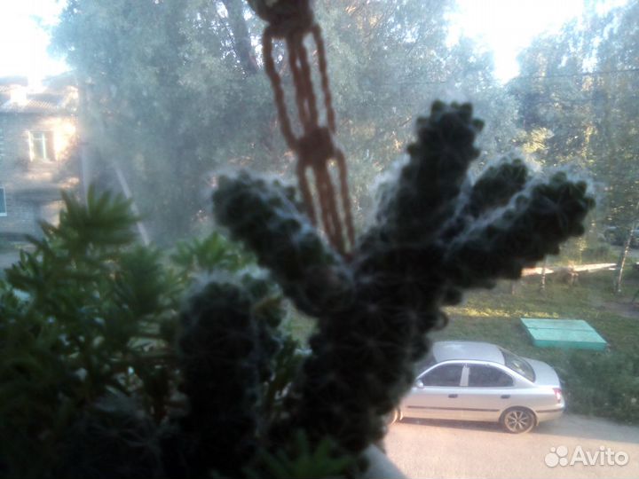 Домашние цветы