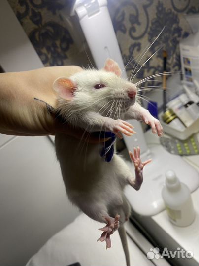 Крыса с клеткой бесплатно, + денежный бонус