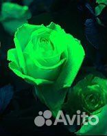 Светящиеся краски для живых и искуственных цветов